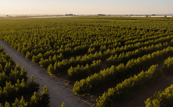 Campos de sembrado de ingredientes utilizados en la fabricación de productos La Gioconda